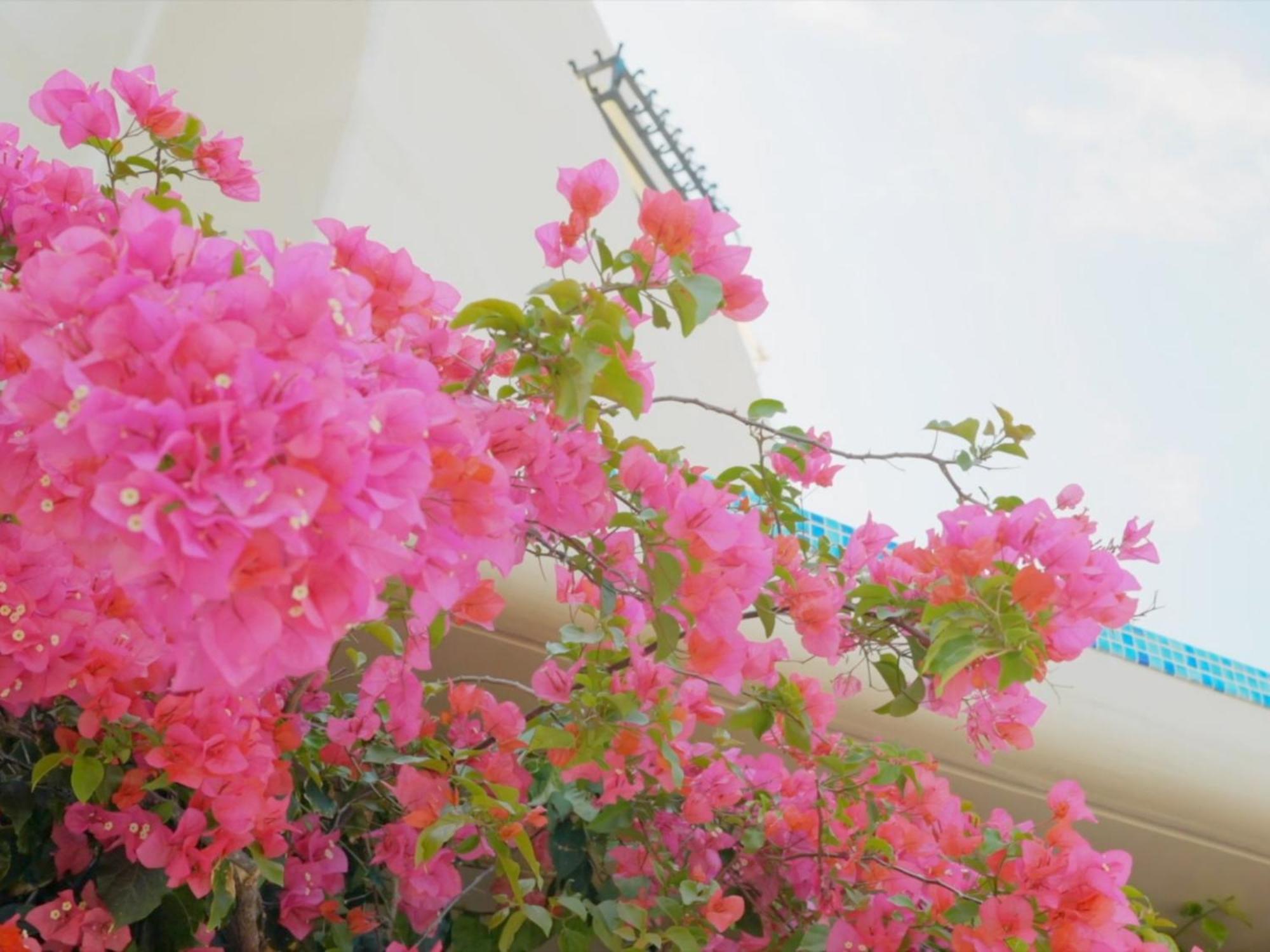 Yuki Suite Kourijima Nakijin Buitenkant foto